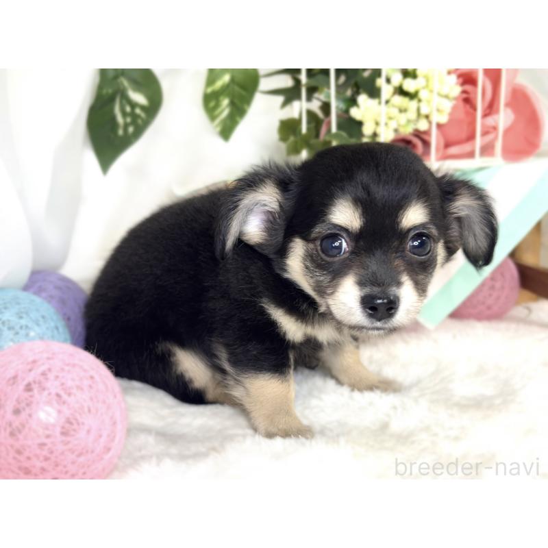 成約済の滋賀県のチワックス:チワワ×ミニチュアダックスフンド-411772の3枚目